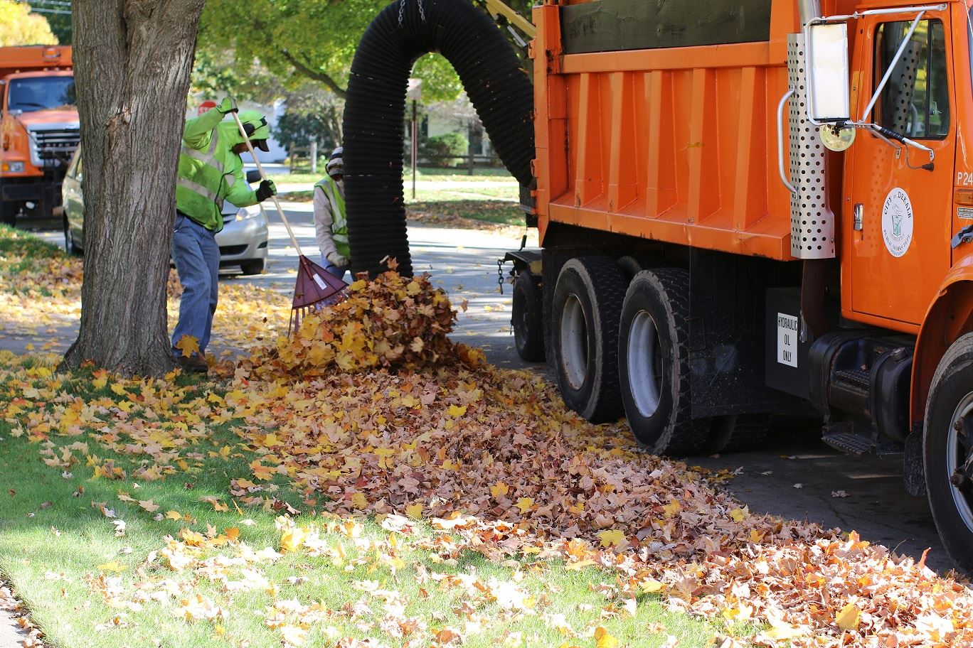 Leaf Collection