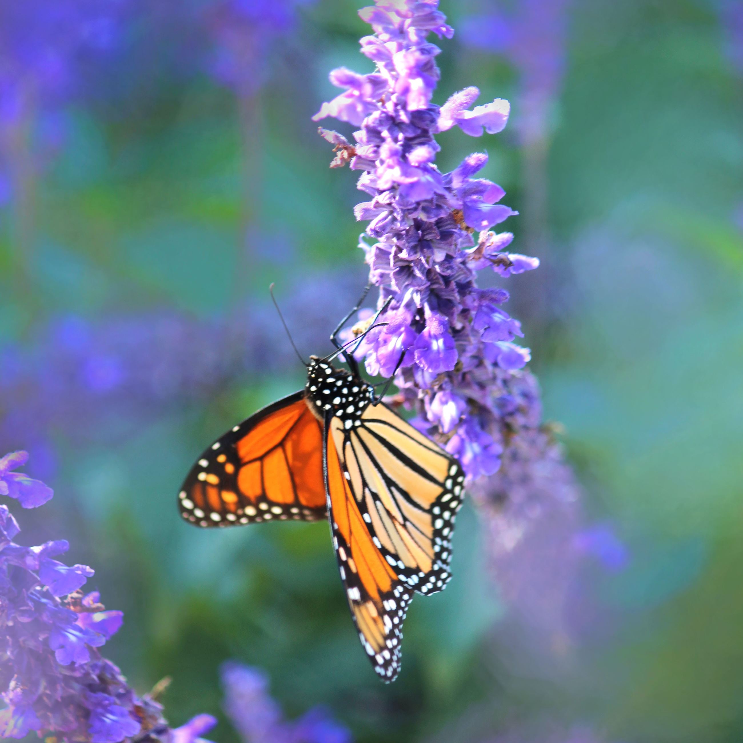 A monarch butterfly on a purple flower