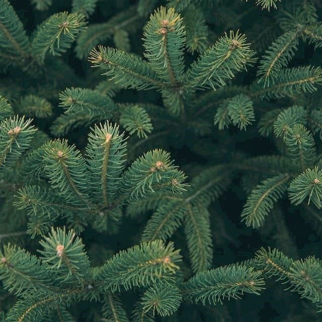 A photo of branches of an Evergreen Tree.